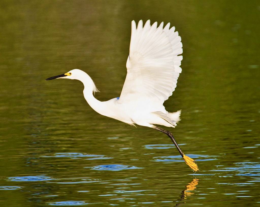 Snowy egret (Egretta thula) - Playa Pesquero, Holguin, Holguín Province, Cuba - Feb 2019 by Dis da fi we is licensed under CC BY-NC-SA 2.0.